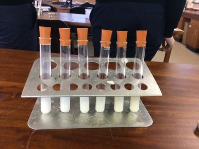 CPAC 1 - An investigation into the effect of enzyme concentration on